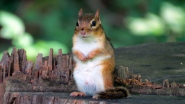 Portret słodkie wiewiórki