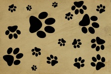 Dog Footprint