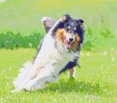 Pes Rough Collie Painting