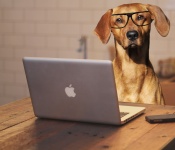 Cão usando o computador portátil