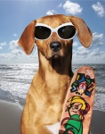 Indossare occhiali da sole per cani