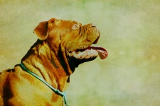 Dogue de Bordeaux cane Pittura