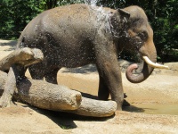 Baño del elefante