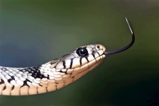 Europäische Grass Snake