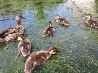 Famille de canards