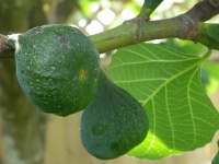Fig.vruchten