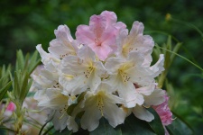 Fleurs Rhododendron