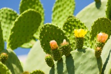 Kwitnienie kaktus
