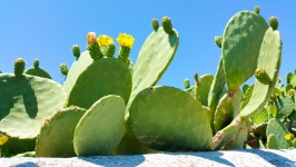 Virágzás kaktusz