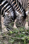 Friendly Zebras