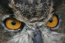 大角猫头鹰的眼睛