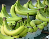 Зеленый Бананы фона