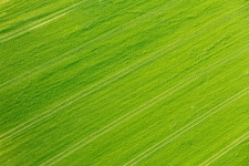 Green field background