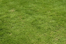 Zielona trawa trawnik tle