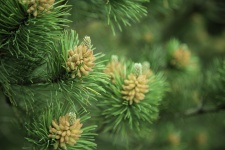 Green Pine Branch