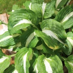 Zielone białe liście