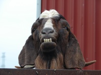 Grumpy cabra velha
