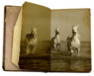 Horses Galloping Old Photo Book