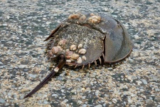Potcoava crab