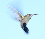 Kolibrie tijdens de vlucht
