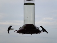 Kolibri a feeder