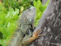 Iguana pe copac de palmier