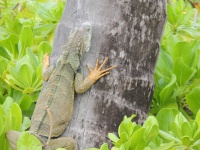 Iguana na palmě