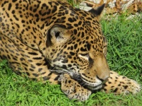 Jaguar Cabeça
