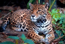 Descansando Jaguar