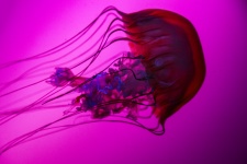 Medúza