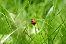 Mariquita en la hierba