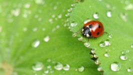 Ladybug on Wet Leaf