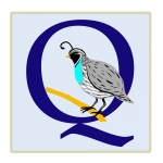 Letter Q, Quail Illustration