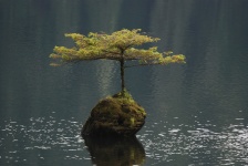 Árvore solitária no Lago das Fadas