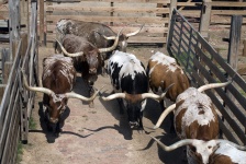 Cattle Longhorn Guidare