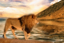 Lion på vatten
