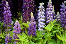 Lupin Flowers