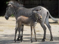 Mutter und Baby-Zebras