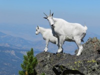 Mountain Goats at the Top