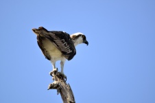 Osprey In The Wild
