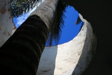 Palm tree through opening