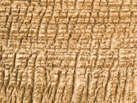 Palmier trunchi de copac textura