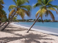 Copaci de palmier pe plaja