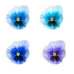 Pansy Isolated