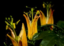 Flor de la pasión Passiflora