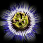 A flor da paixão Passiflora