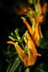 Passiflora golgotavirág