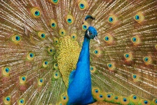 Peacock portré