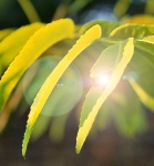 Pekannuss Blätter mit Lens Flare