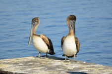 Pelicanos em um cais